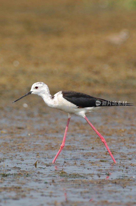 黑翼高跷(Himantopus Himantopus)